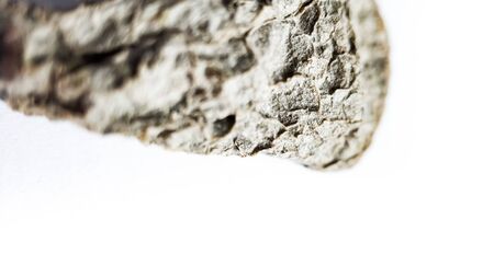 dry dead leaf succulent on white background