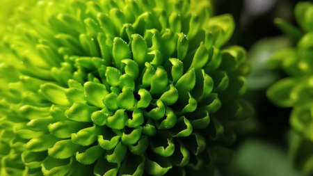Green fluffy caps of chrysanthemum flowers close upの写真素材