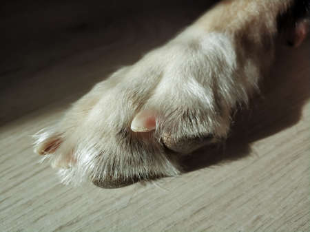 One dogs paw in sunlight. Paw of adult mongrel dog.