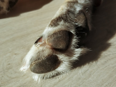 Furry paw close-up of an adult dog on the floor in a sunbeam.の写真素材