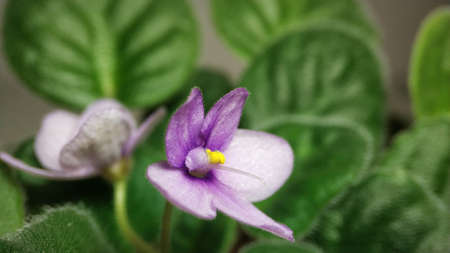 Purple saintpaulia violet flower on background of green leaves close-up