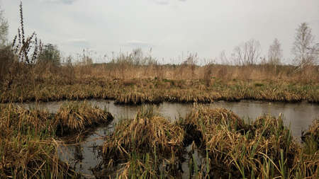 Swamps in the middle zone of the Urals of Russia in early summer of 2021. Nature of the Sverdlovsk regionの写真素材