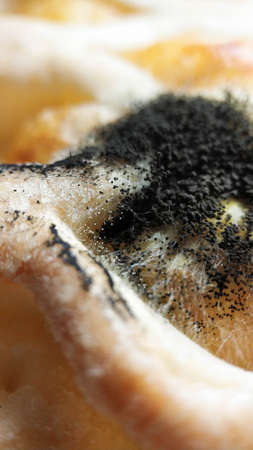 Black mold on the bakery product. Stale bread. Aspergillus niger mold close-up macroの写真素材