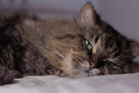 Portrait long-haired sleepy domestic adult cat of a reed color lies close-up.の写真素材
