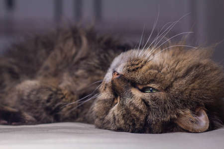 Portrait long-haired sleepy domestic adult cat of a reed color lies close-up.の写真素材