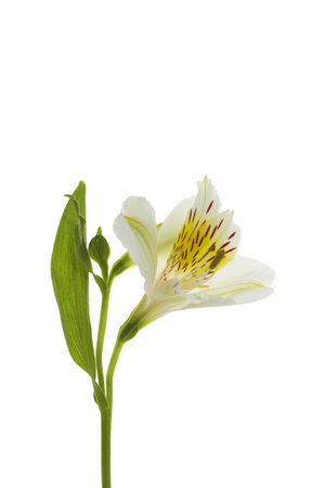 One white yellow flower plant alstroemeria isolate on white background macro close-upの写真素材