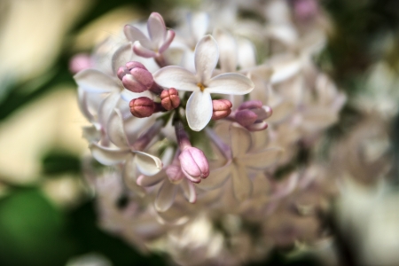 lilacの写真素材