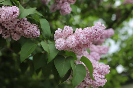 Pink lilac spring in the gardenの写真素材