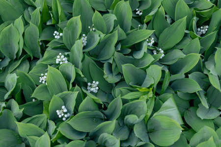 White lilies of the valley in the forestの写真素材