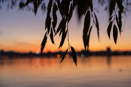 Leaves of a tree at sunset on a pondの写真素材