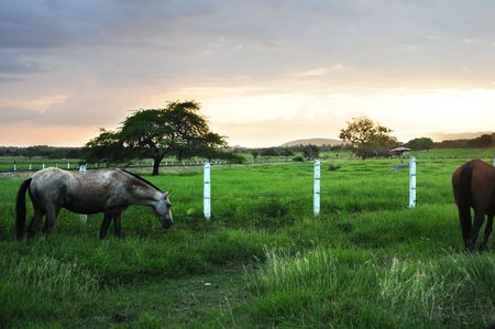 Horse. Series, see more..の写真素材