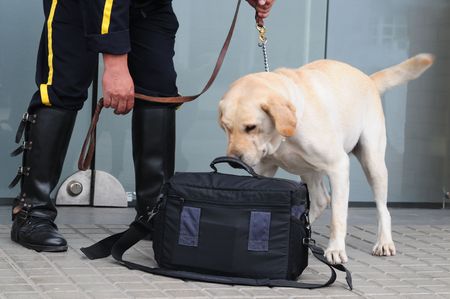 Labrador smelling handbag.の写真素材