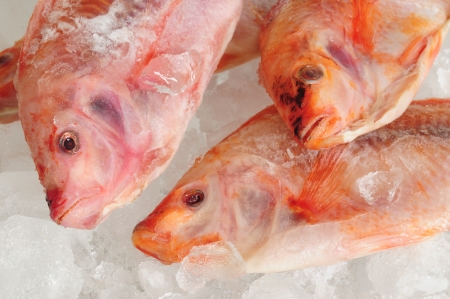 Frozen fish 