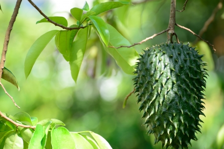 Guanabana or soursop の写真素材