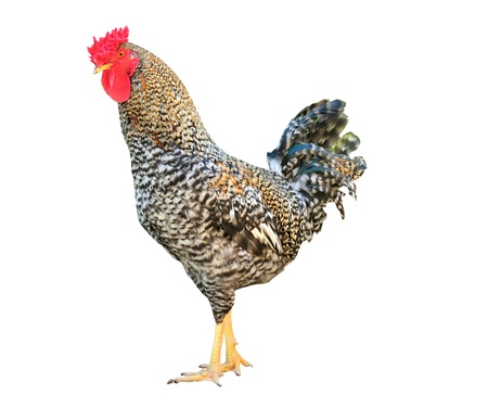 Rooster against white 