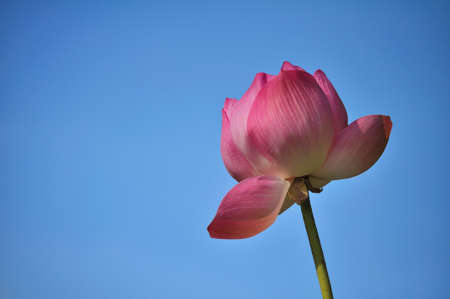 Lotus and the skyの写真素材