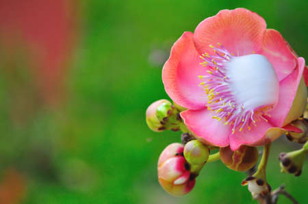 Salavan flowers