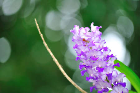 Nice violet white orchidの写真素材