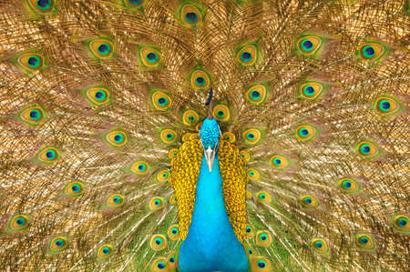 peacockの写真素材