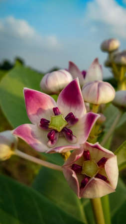 Sodom apple, Apple of Sodom, Kapok tree, Rubber bush or Rubber tree.の写真素材
