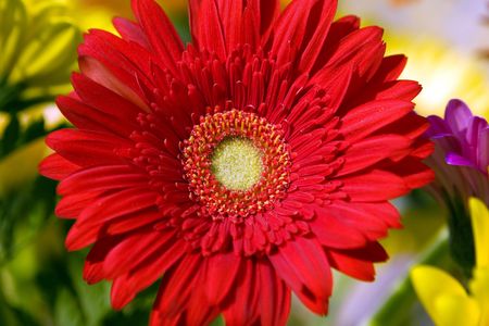 Red herbera flower bouquetの写真素材