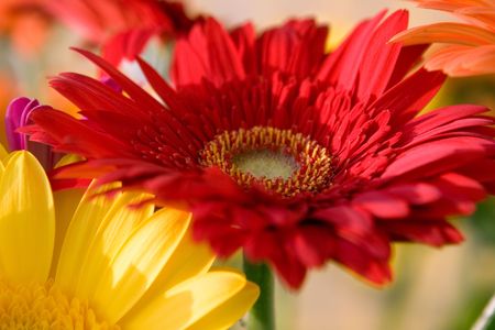 Red herbera flower bouquetの写真素材
