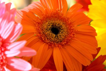 Orange herbera flower bouquetの写真素材