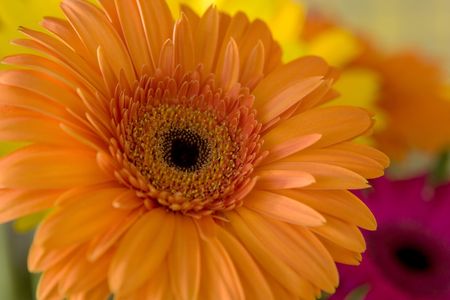 Yellow herbera flower bouquetの写真素材