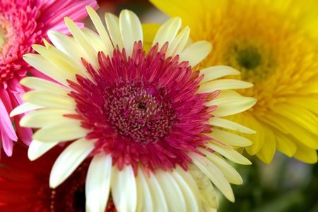 Yellow-red bicolor herbera flower bouquetの写真素材