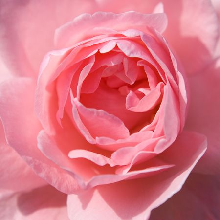 Beautiful pink roseの写真素材