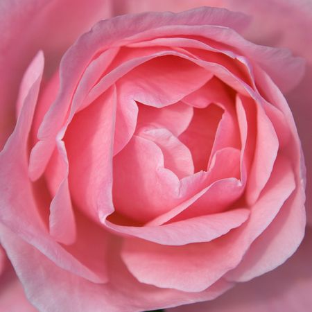 Beautiful pink roseの写真素材