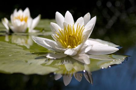 Water yellow white lily の写真素材