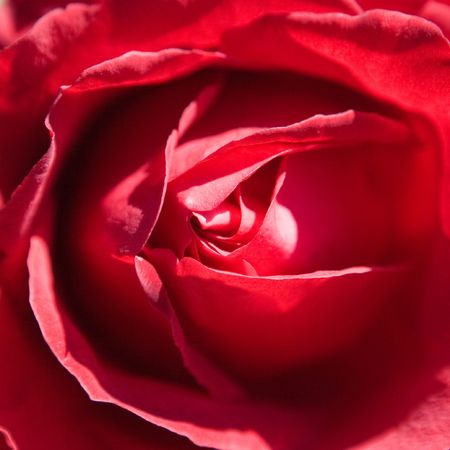 Red rose flowerの写真素材