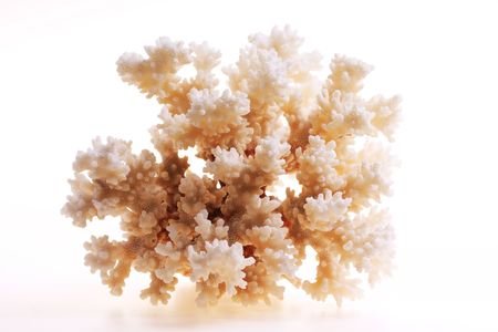 Isolated coral on white backgroundの写真素材