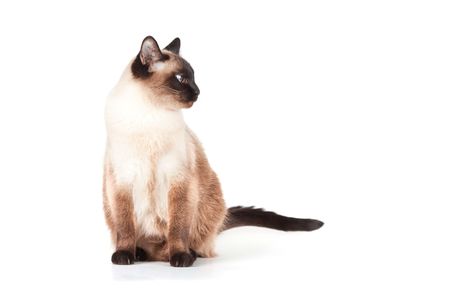 Siamese cat with blue eyes isolated on white backgroundの写真素材