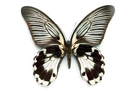 Butterfly series - Rare Beautiful Butterfly isolated on white backgroundの写真素材