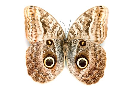 Butterfly series - Rare Beautiful Butterfly isolated on white backgroundの写真素材