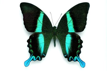 Butterfly series - Rare Beautiful Butterfly isolated on white backgroundの写真素材