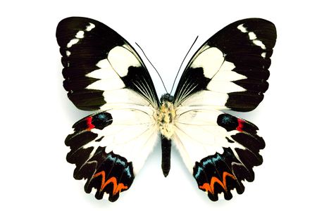Butterfly series - Rare Beautiful Butterfly isolated on white backgroundの写真素材