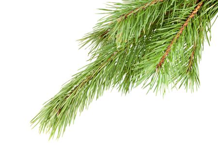 Green Firtree isolated on white backgroundの写真素材