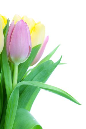 Beautiful tulip bouqet isolated on white backgroundの写真素材