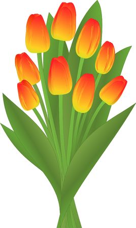 the holiday bouquet of the tulipsのイラスト素材