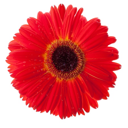 Red gerbera flower closeup with water drops. Isolated on white Red gerbera flower closeup with water drops. Isolated on white