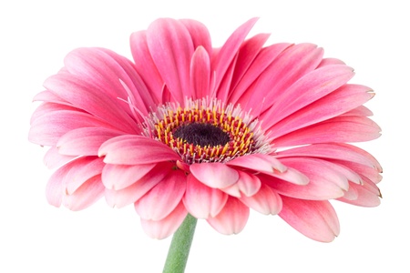 Pink gerbera flower on stem. Closeup.  Isolated on whiteの写真素材