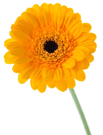 Yellow gerbera isolated on white background Yellow gerbera isolated on white background