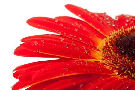 Red gerbera flower with water drops. Closeup. Isolated on whiteの写真素材