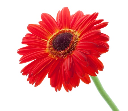 Red gerbera flower. Closeup. Isolated on whiteの写真素材