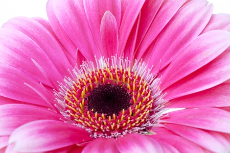 Pink flower closeup. Isolated on whiteの写真素材