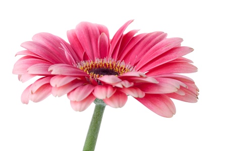 Pink gerbera flower on stem. Closeup.  Isolated on whiteの写真素材