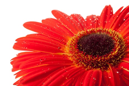 Red gerbera flower with water drops. Closeup. Isolated on whiteの写真素材